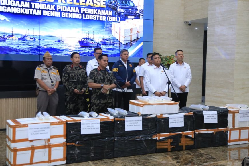 Polri Ungkap Jaringan Penyelundupan Baby Lobster Lintas Negara, Dua Pelaku Ditangkap
